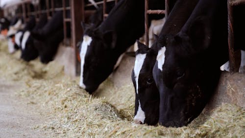 Group of Cows Feeding in Farm