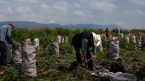 Farmer With Pitchfork During Carrot Harvest