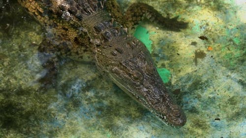 An Alligator in the Water Eating Meat