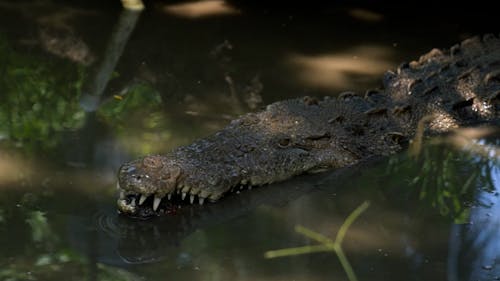 An Alligator in the Water