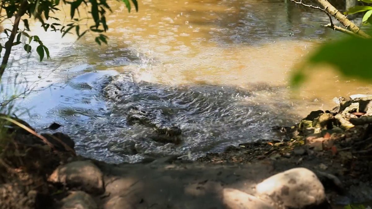 Costa Rica Aligators Alligator in Costa Rica - Guanacaste Province Free Stock Video Footage ...