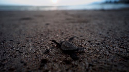 A Baby Turtle Crawling on a Beach Sand