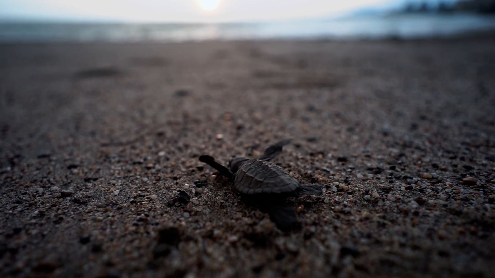 Load Turtles Baby Turtles On Shore Free Stock Video Footage, Royalty-Free 4K & HD ...