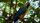 amazon rainforest animals