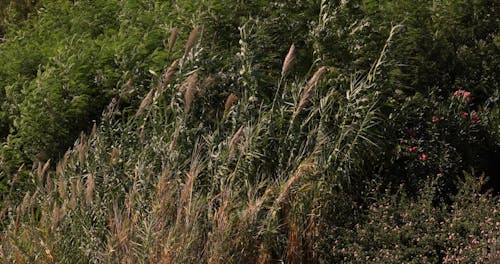 Dense Vegetation Swaying in the Wind