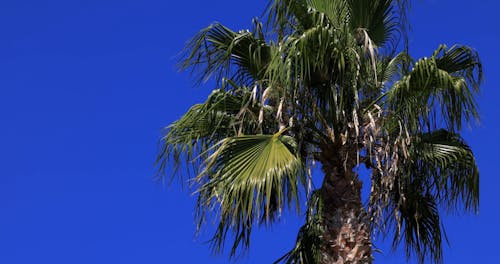 A Low Angle Shot of a Palm Tree