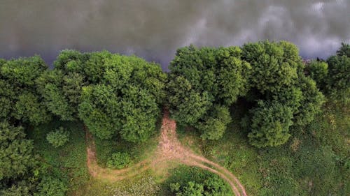 Drone Shot of Trees on Lakeshore