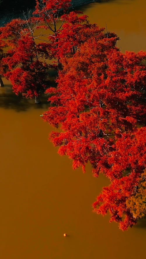 Aerial View on Person Canoeing on River with Red Trees in It