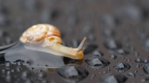 Close-up of Snail and Water Drops