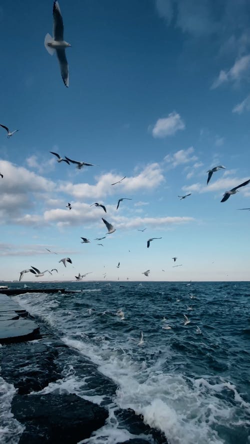 Seagulls Flying over Sea on Shore