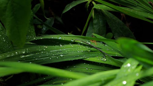 Dew on Blades of Grass