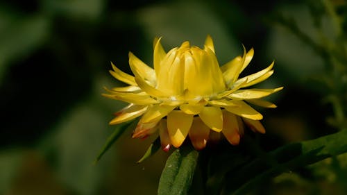 Close-up of Yellow Flower