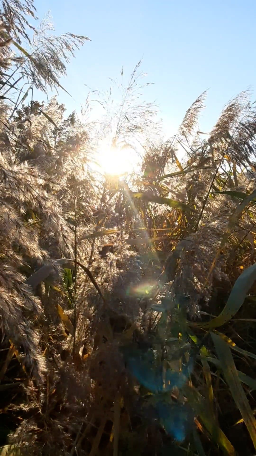 Video by Mieke Boogert