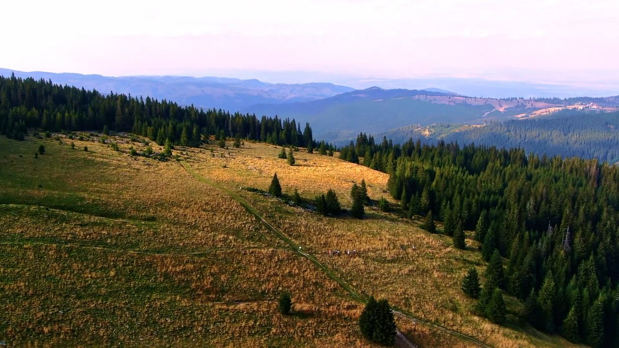 Drone Footage of Trees on a Mountain Free Stock Video Footage, Royalty ...