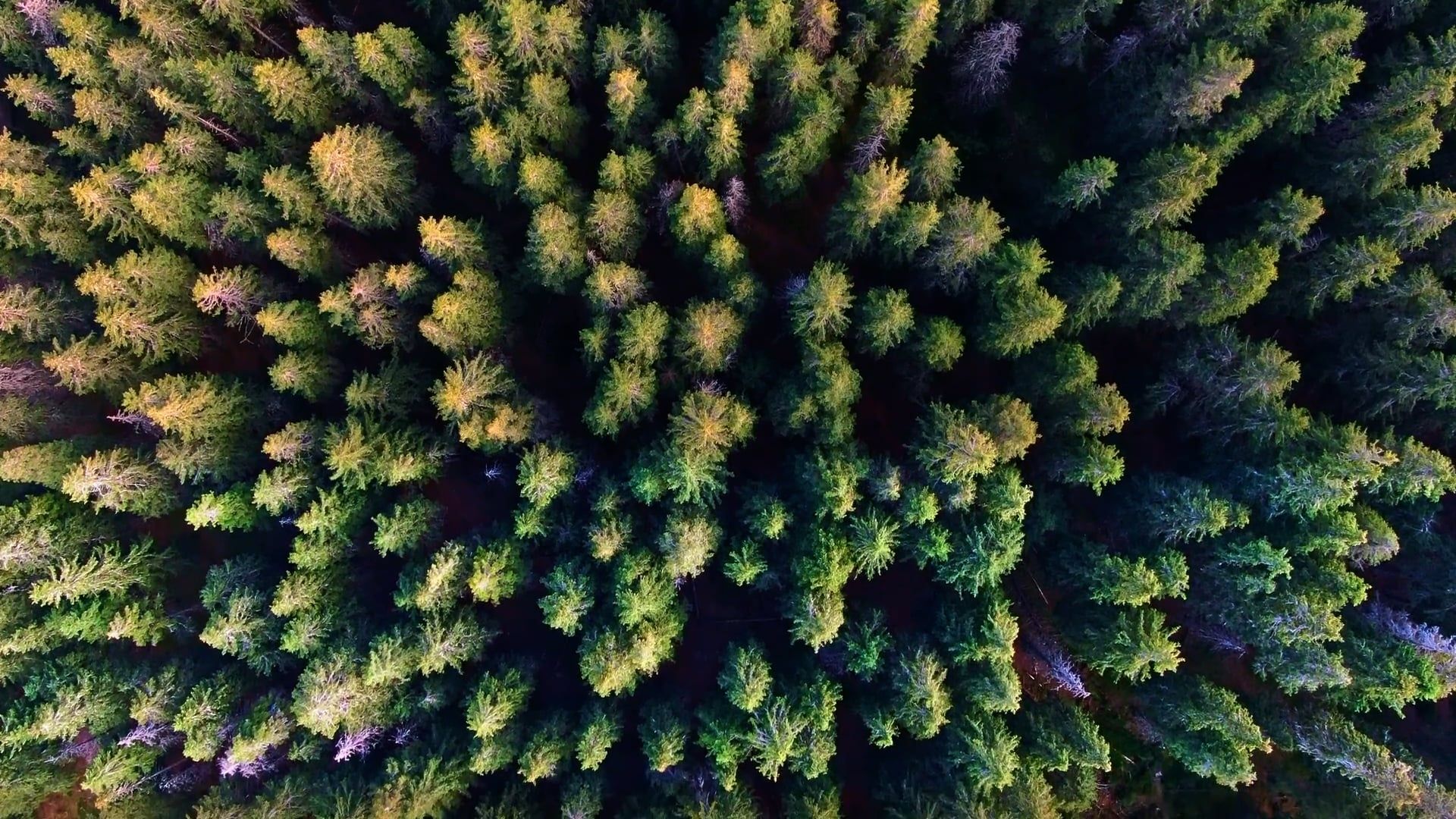 Drone Footage of Trees in the Forest Free Stock Video Footage, Royalty ...