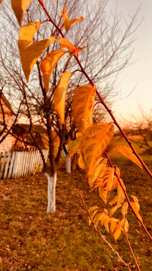 Plant With Brown Leaves in Autumn