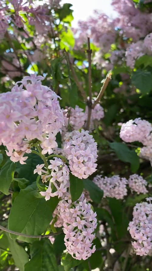 Close-up of Pink Lilac