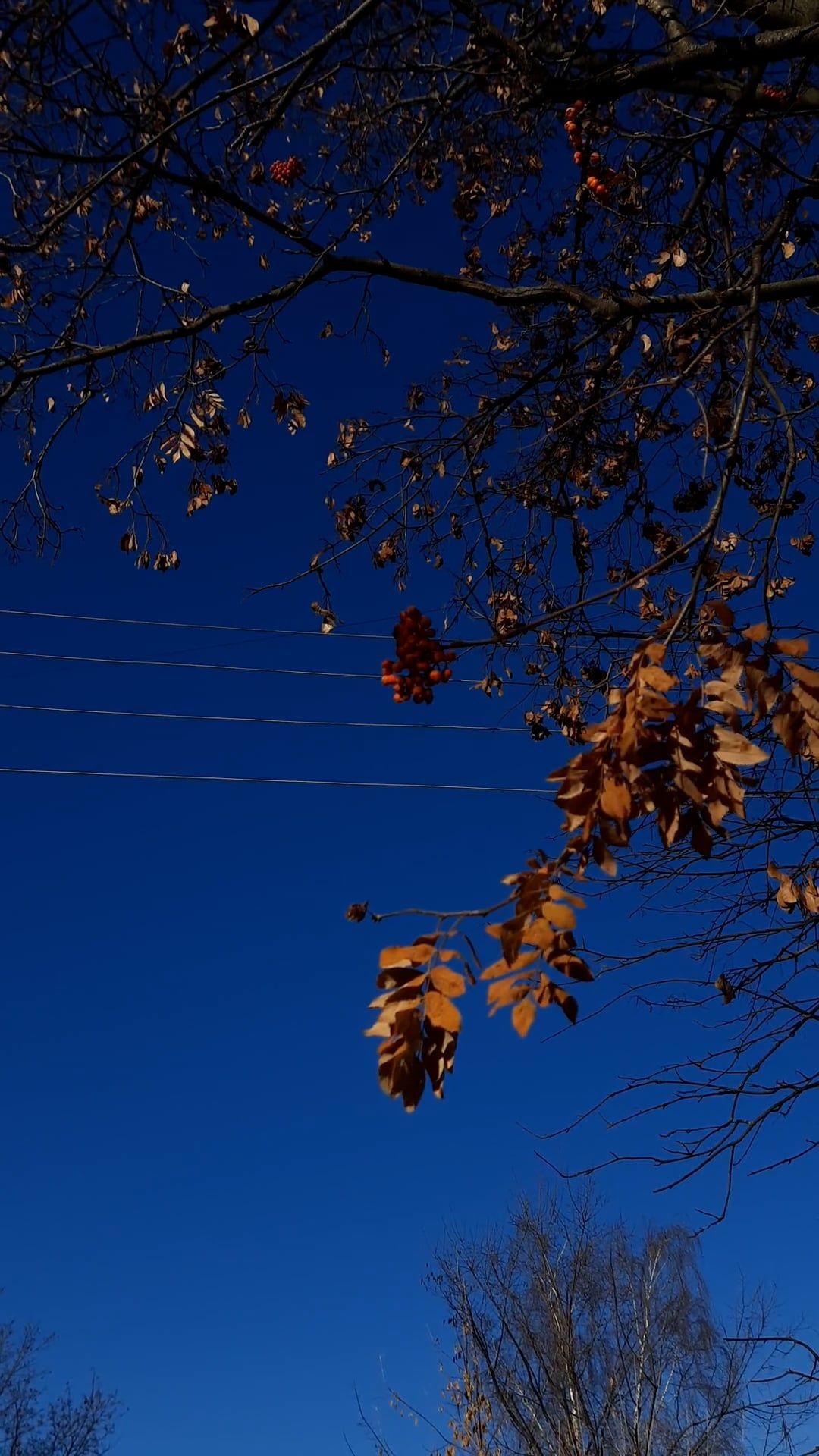 leaves on tree in autumn 10102228 — free pexels stock footage