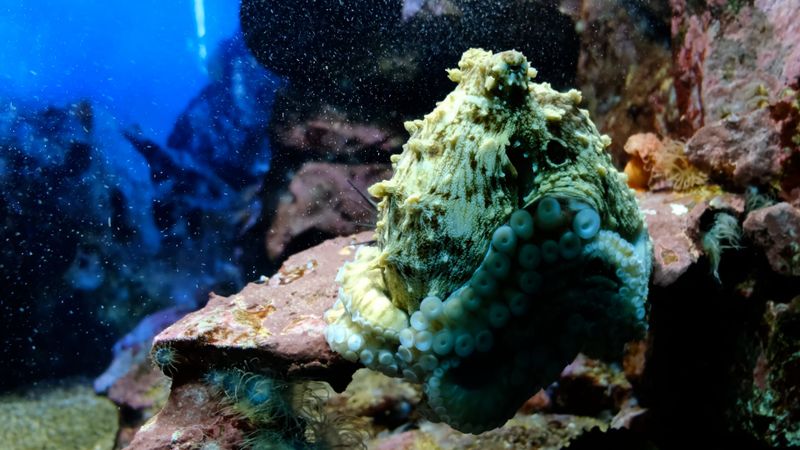Close-up View of Fish Free Stock Video Footage, Royalty-Free 4K & HD ...