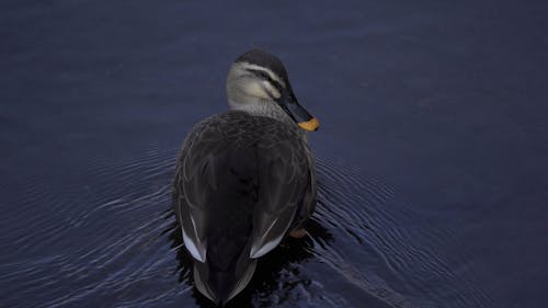 Duck Grooming on Water