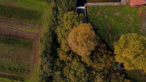 Aerial Shot of Green Trees