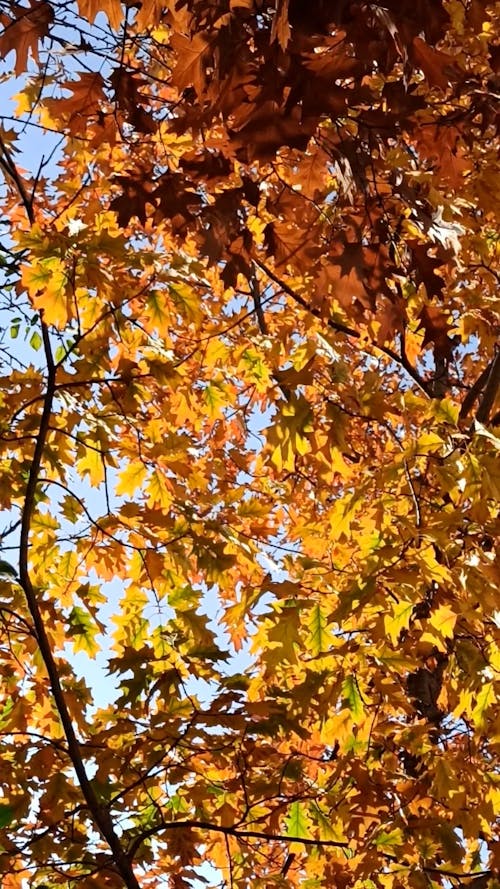 Autumn Leaves on Tree