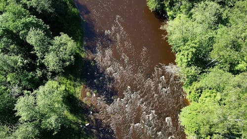 Drone Shot of River and Forest