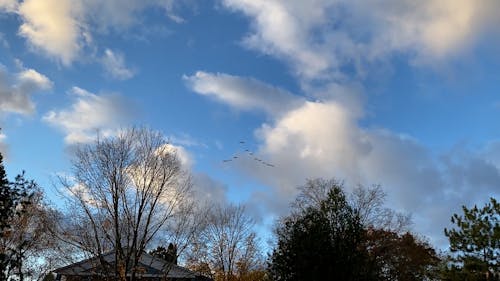 Geese Flying in Formation