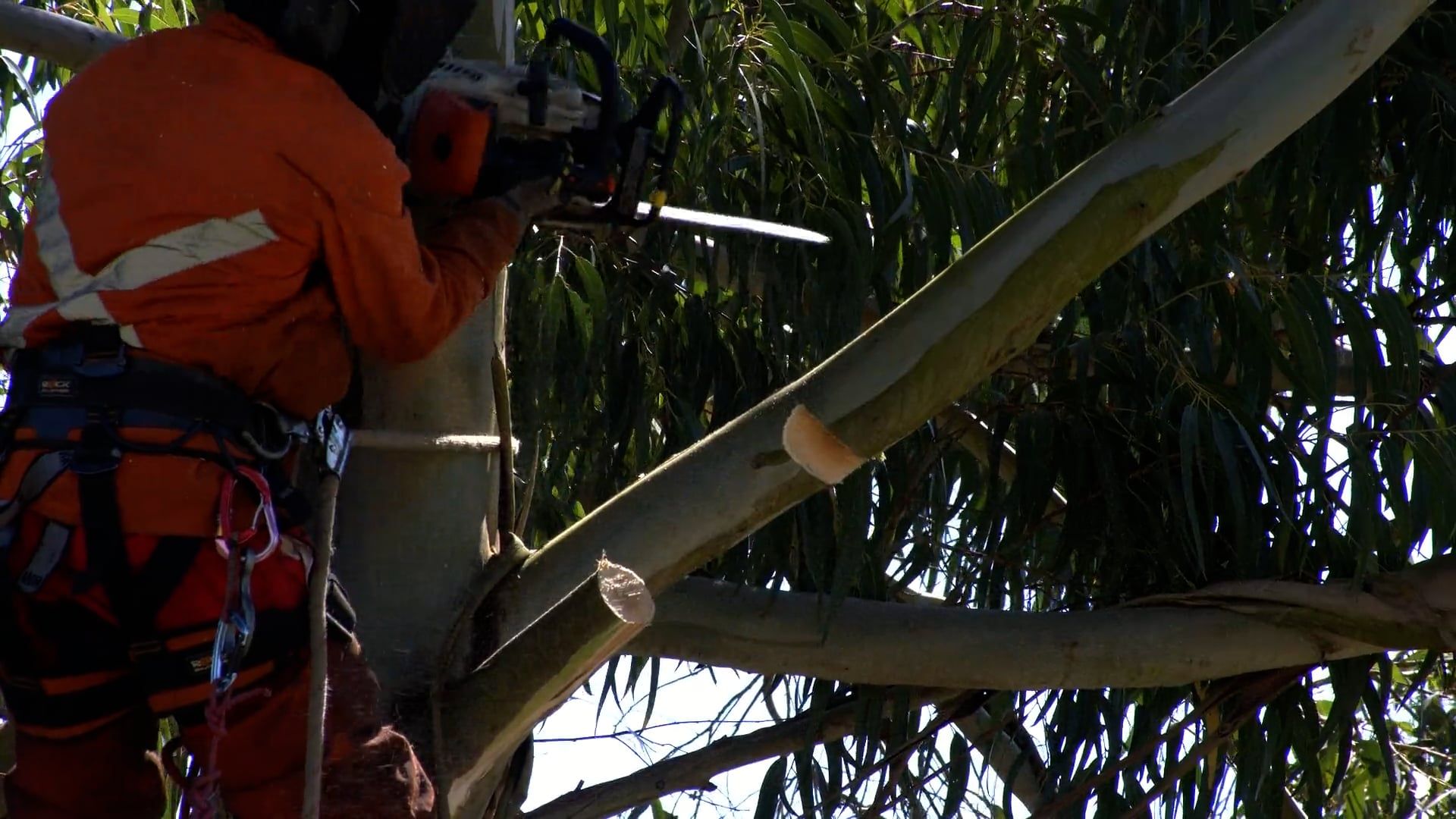 Tree Removal Service video