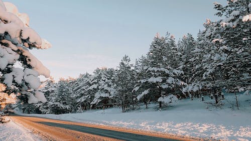 A Fast Car Crossing a Snow Covered Forest Road