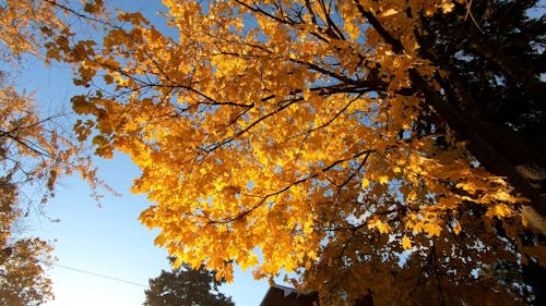 Falling Leaves on a Tree During Autumn Season