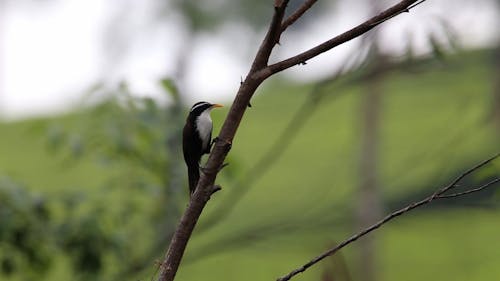 Bird Perching on Branch