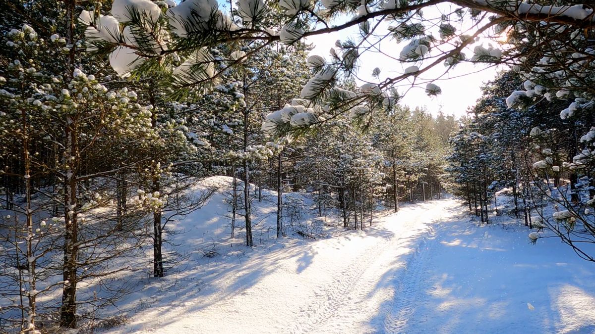 Trees Covered with Snow Free Stock Video Footage, Royalty-Free 4K & HD ...