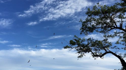 Swallows Flying near Tree