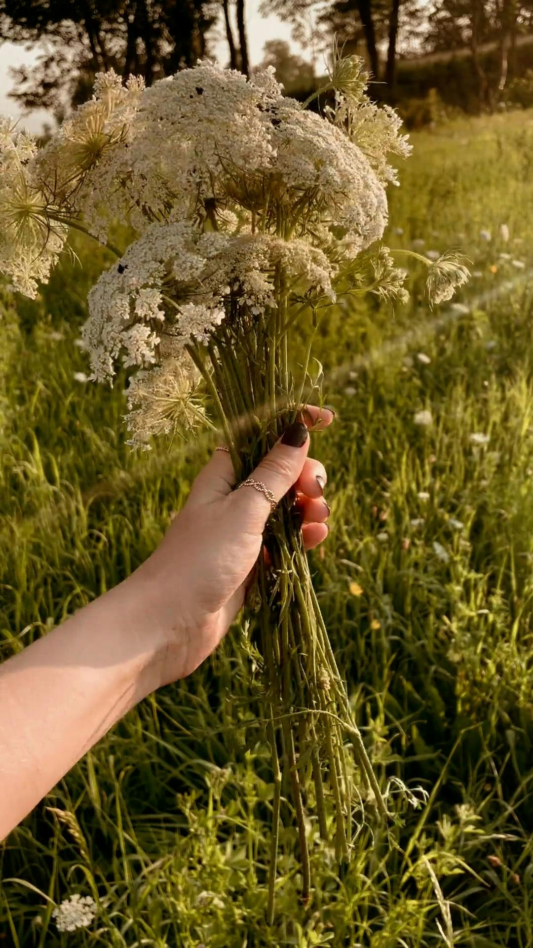 Hand Holding Bouquet of Flowers Free Stock Video Footage, Royalty-Free