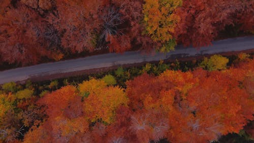 Birds Eye View of Fall Foliage