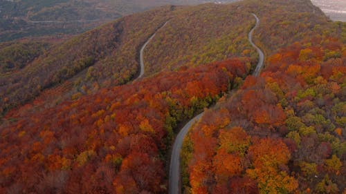 Drone Footage of a Road Going Through a Dense Forest