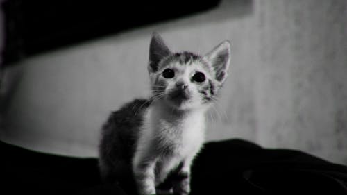 Black and White Kitten