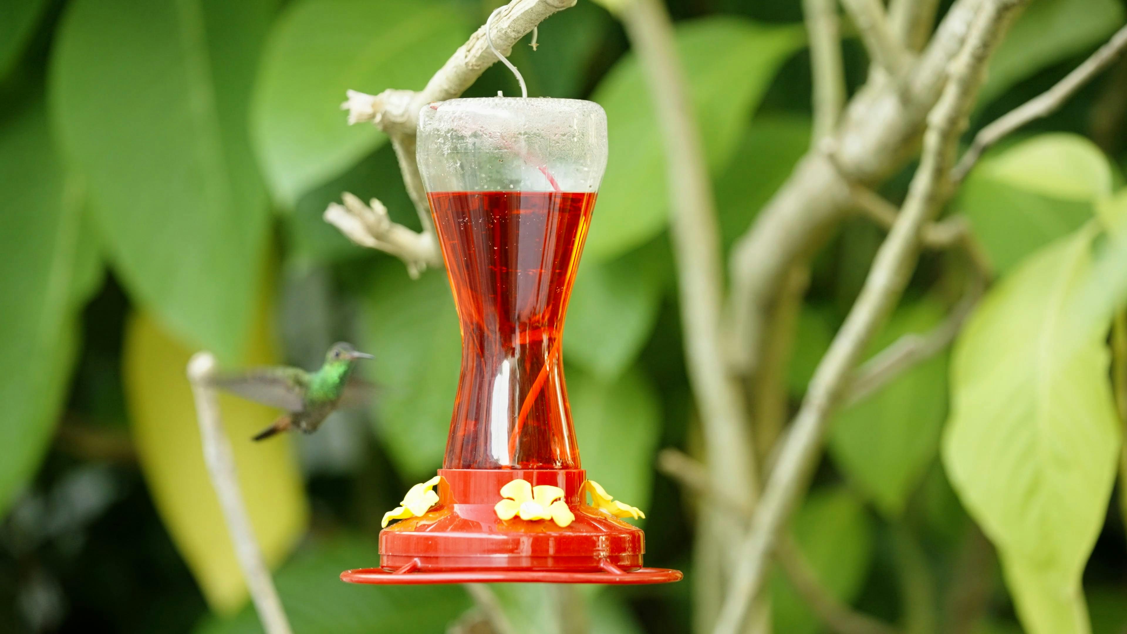 Small Hummingbird and Bird Feeder Free Stock Video Footage, Royalty