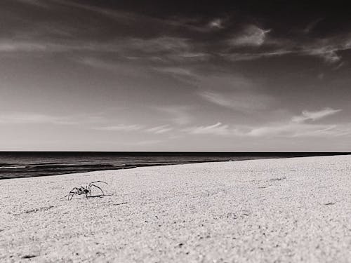 Grayscale Shot of Spider on Beach