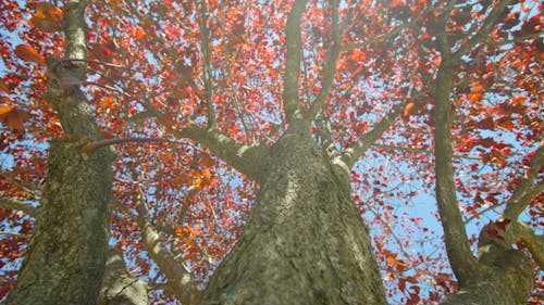 A Tree With Red Leaves 