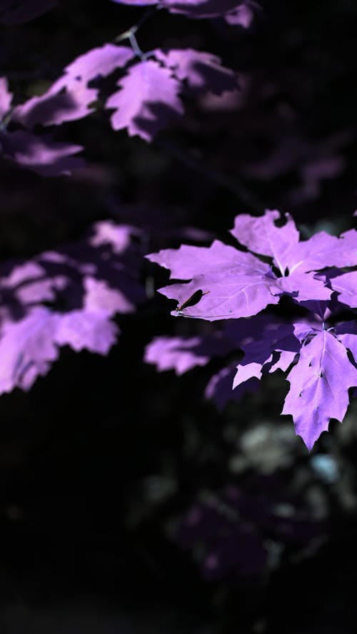 Close Up Video of Purple Leaves