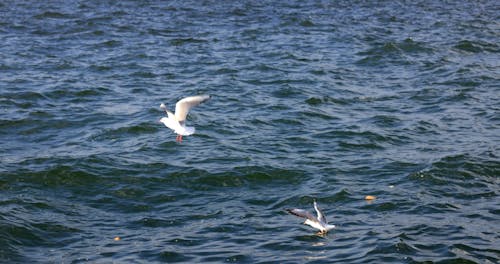 Birds Flying on the Sea