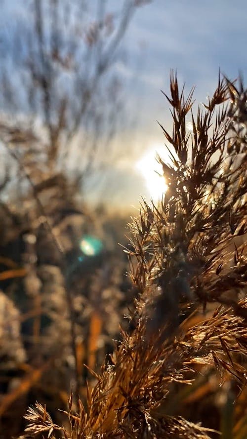 Close-up of Brown Grass