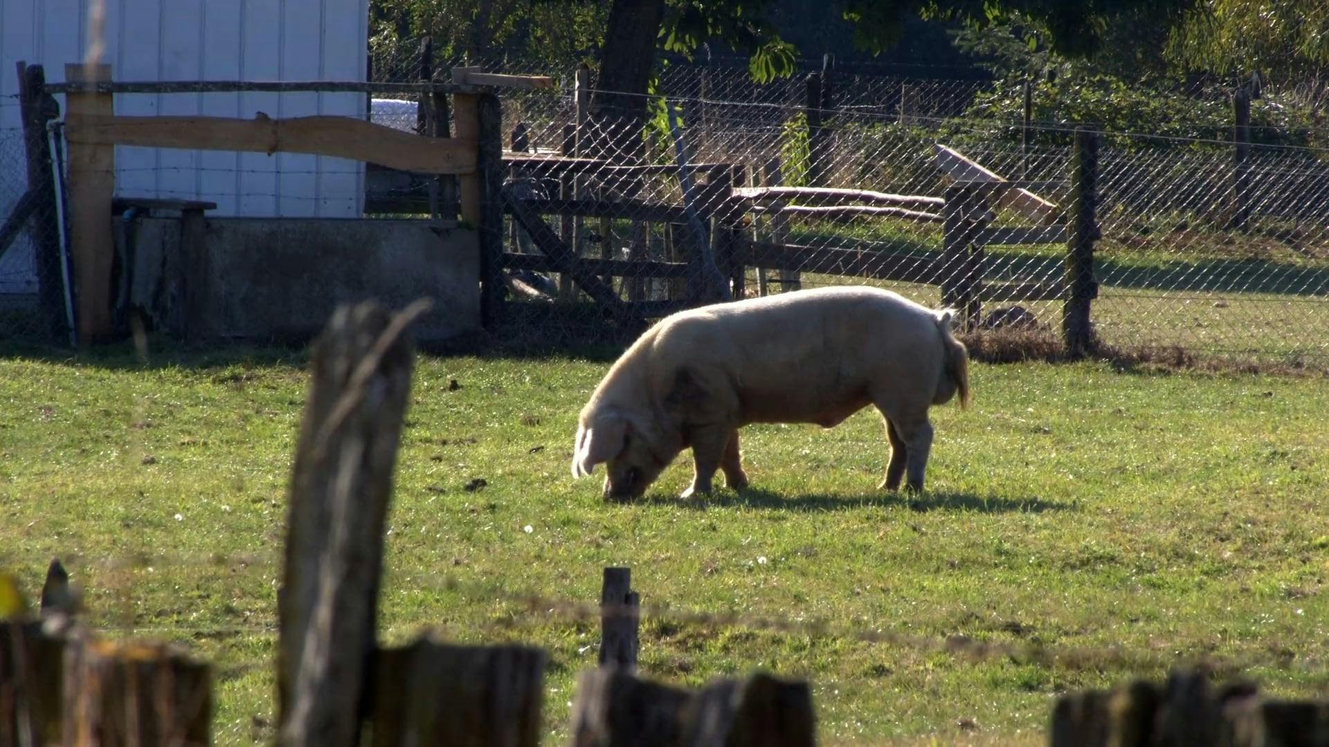 Davidsfarm Pig Video