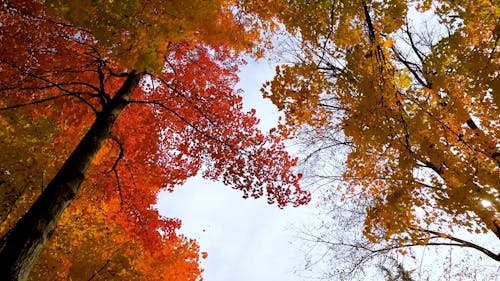 Leaves on Branches in Autumn