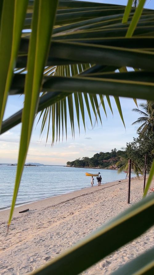 Serene Tropical Beach Sunset with Palm Trees Free Stock Video Footage ...