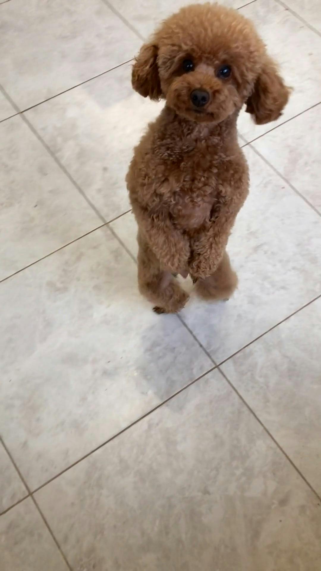 Poodle Standing on Hind Legs Free Stock Video Footage, RoyaltyFree 4K