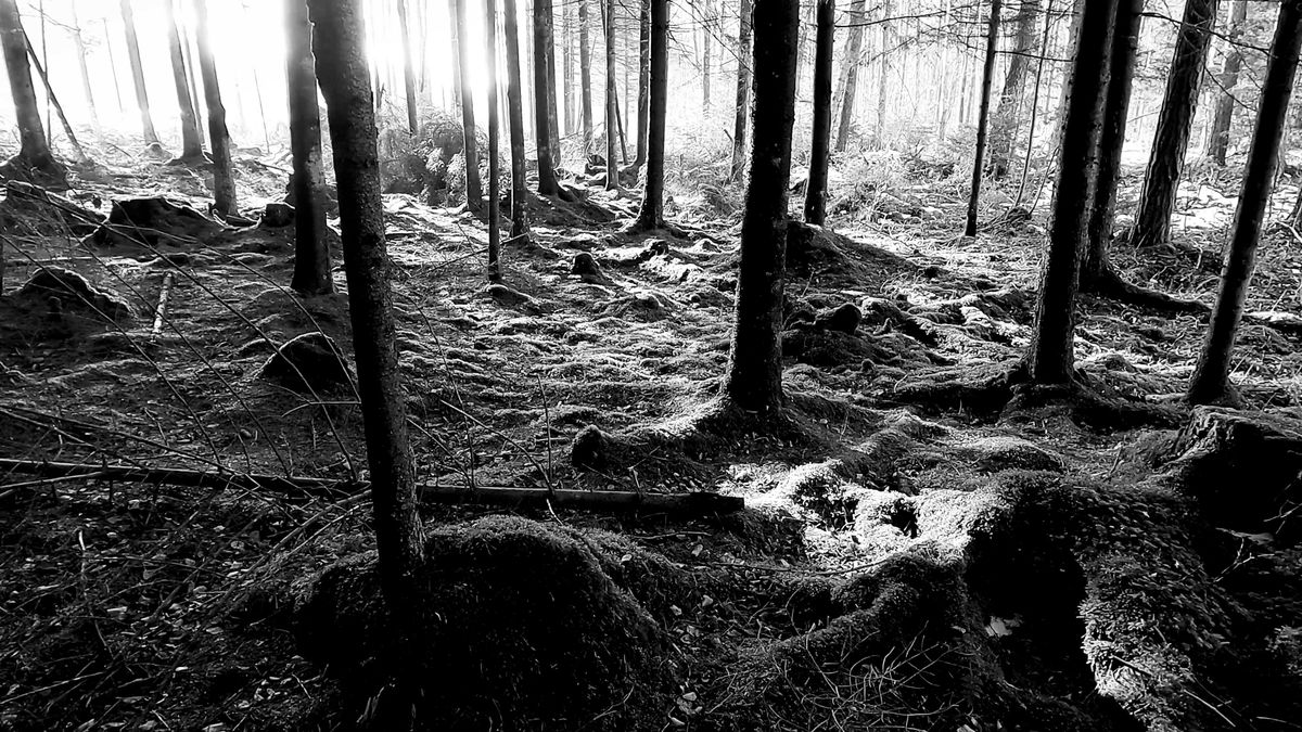 Forest Scene Videos, Download The BEST Free 4k Stock Video Footage ...