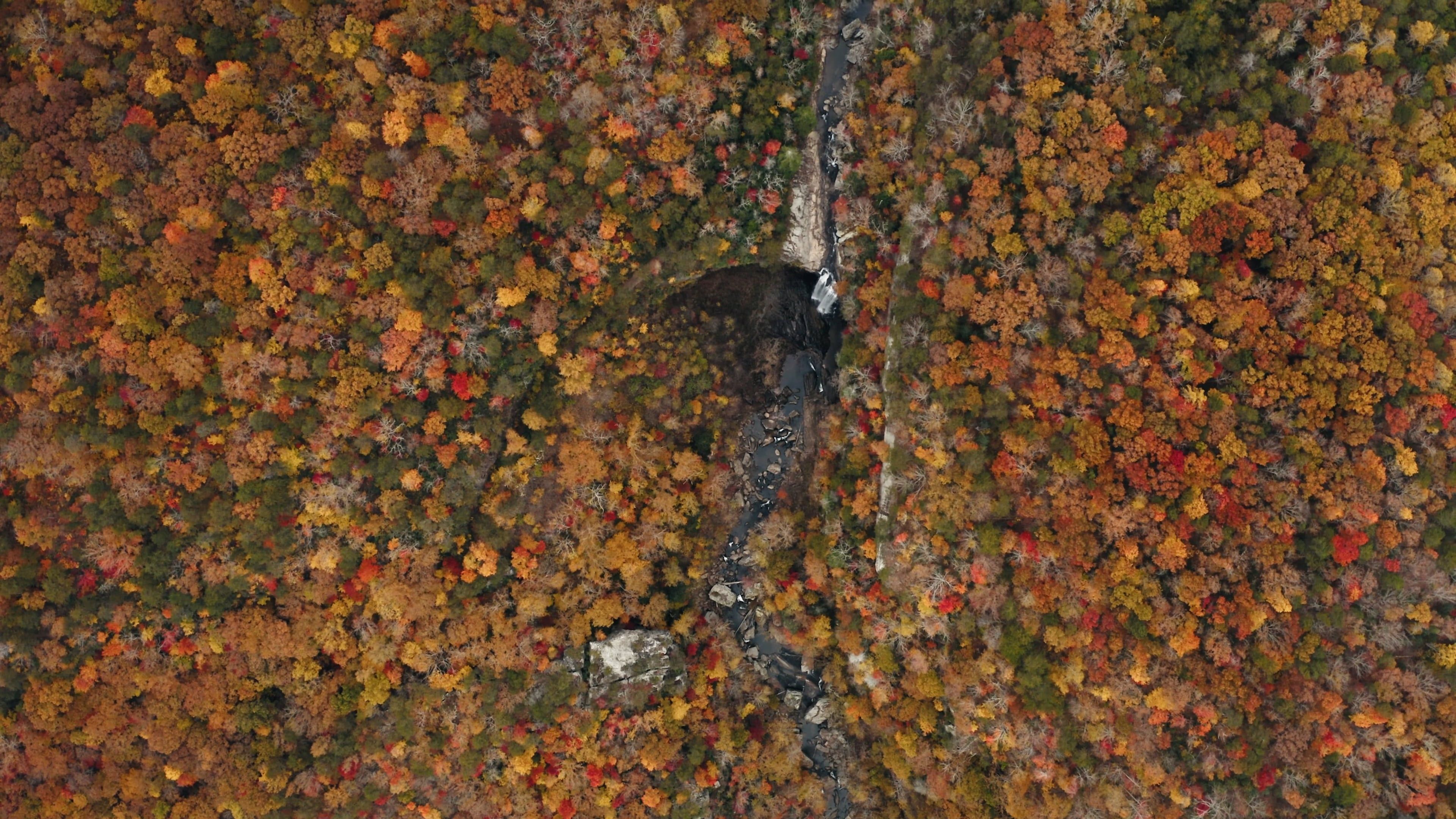 River and Waterfall in Forest in Autumn Free Stock Video Footage ...